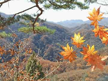 芭比主题餐厅_数据解答策略观察_e0s4315.379.73